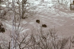 Sylvilagus floridanus