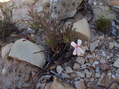 Pelargonium laevigatum laevigatum