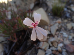 Pelargonium laevigatum laevigatum