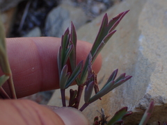 Pelargonium laevigatum laevigatum