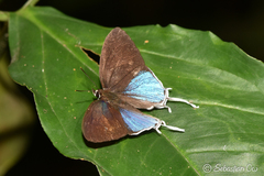 Drupadia ravindra