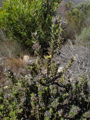 Gnidia nodiflora