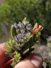 Gnidia nodiflora