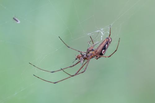 Tetragnatha dearmata