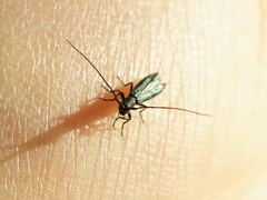 Theophilea subcylindricollis