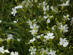 Heliosperma pusillum