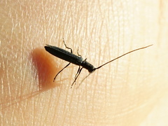Theophilea subcylindricollis