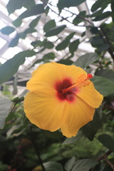 Hibiscus rosa-sinensis