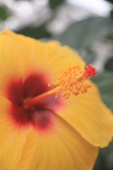 Hibiscus rosa-sinensis