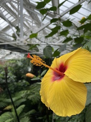 Hibiscus rosa-sinensis