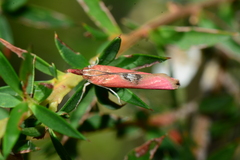 Canuza euspilella
