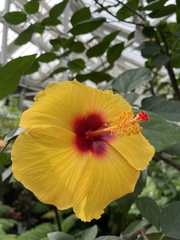 Hibiscus rosa-sinensis