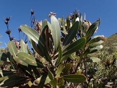 Protea lorifolia