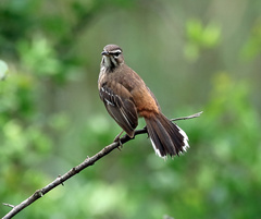 Cercotrichas leucophrys