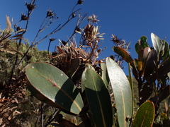 Protea lorifolia