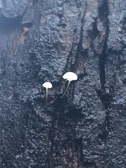 Mycena piringa