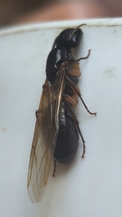 Camponotus renggeri