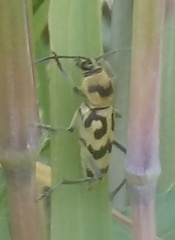 Chlorophorus varius