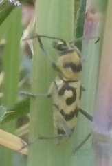 Chlorophorus varius