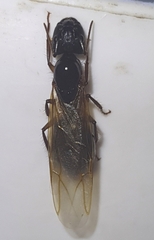 Camponotus renggeri