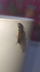 Camponotus renggeri