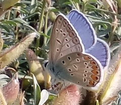 Polyommatus icarus
