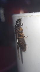 Camponotus renggeri