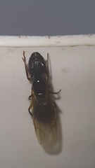 Camponotus renggeri