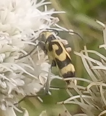 Chlorophorus varius