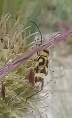 Chlorophorus varius