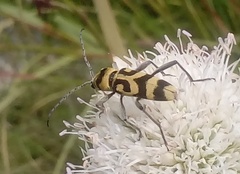 Chlorophorus varius