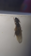 Camponotus renggeri