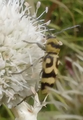 Chlorophorus varius