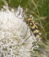Chlorophorus varius