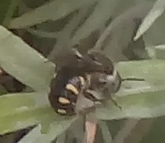Anthidium septemspinosum