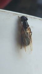 Camponotus renggeri