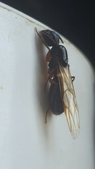 Camponotus renggeri