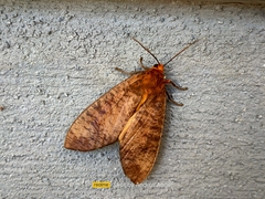 Lepidoptera