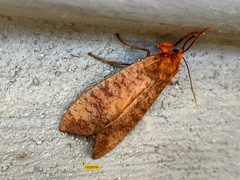 Lepidoptera