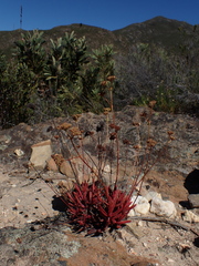 Crassula pubescens