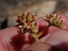 Crassula pubescens