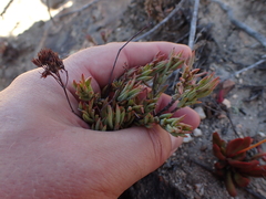 Crassula mollis