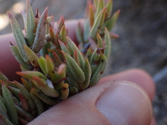 Crassula mollis