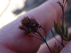 Crassula mollis