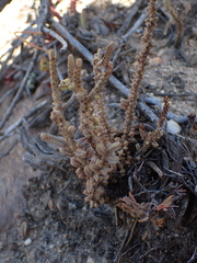 Crassula muscosa
