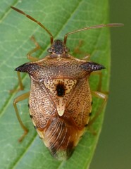 Elasmucha ferrugata