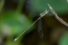 Lestes virgatus