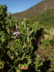 Pelargonium panduriforme