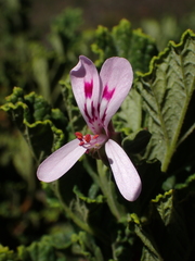 Pelargonium panduriforme