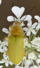 Cteniopus sulphureus